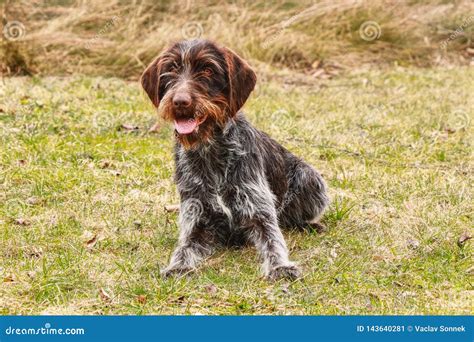 Bohemian Wire-haired Pointing Griffon is Smiling on the Whole World ...