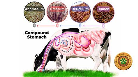 How the Ruminant Stomach Works: A 4-Chamber Digestive Powerhouse - mannvetcorner