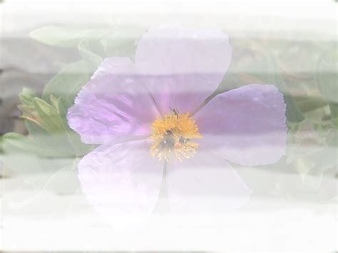 Image result for GIMP Layer Masks