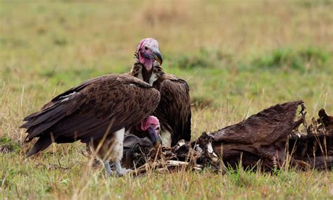 Do Vultures Eat at Marina Williams blog