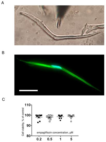 IJMS | Special Issue : Zebrafish Models in Toxicology and Disease Studies