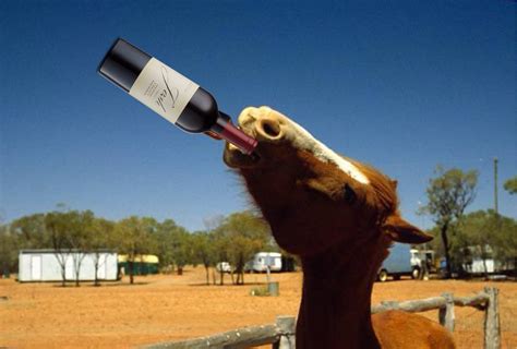 Josh Cellars wine is getting the meme treatment on Twitter