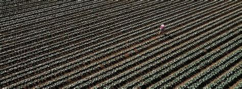 Sarina All Breeds Bull & Female Sale , Showgrounds Rd, Sarina QLD 4737 ...