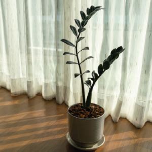 UGAOO Zamia ZZ Black Natural Live Indoor Plant with Pot - Medium ...