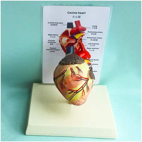 Buy Animal Canine Heart Anatomy Model – Anatomical Dog Heart Model - 2 ...