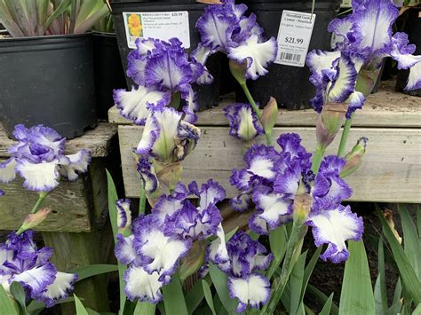 Purple and white German bearded irises at Merrifield Garden Center in ...