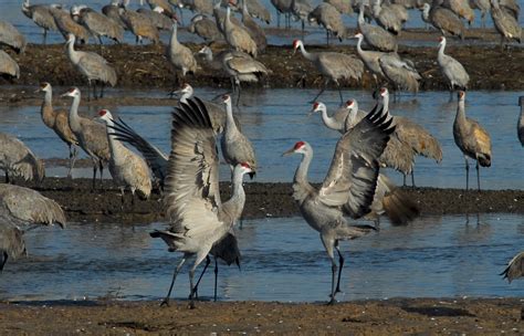 Sandhill Crane Migration in Nebraska 2024 - Rove.me - migration of sandhill cranes