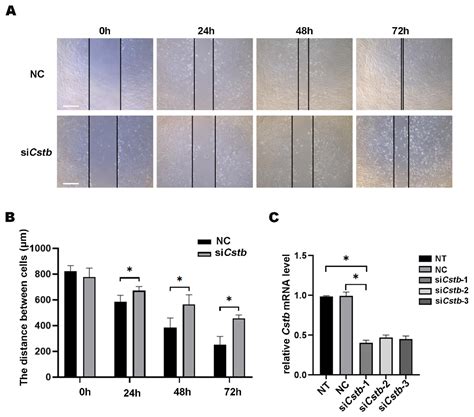 Expression and Regulation of a Novel Decidual Cells-Derived Estrogen ...