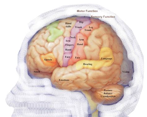 Image result for Brain