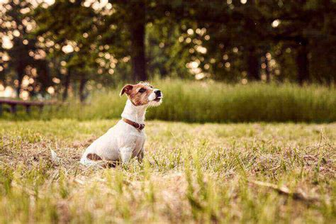 Image result for Mini Stumpy Jack Russell