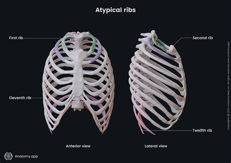 Types Of Ribs Anatomy Rib Cage Flashcards | Quizlet