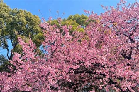 日本樱花几月开 2023日本樱花开放时间及赏樱地点介绍_旅泊网
