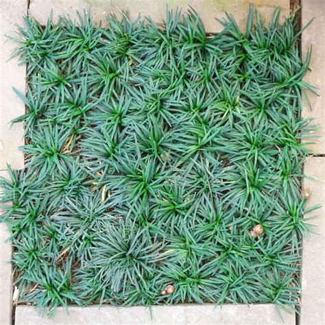 Dwarf Mondo Grass | Plants Express