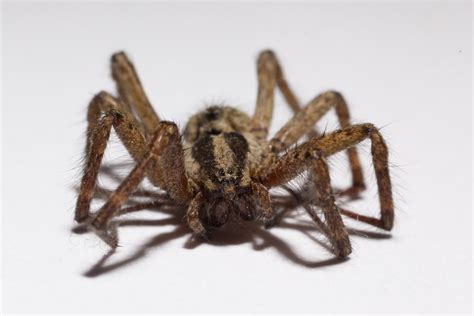 Kuvatulokset haulle how to know when spider is dead