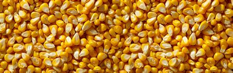 Freeze Dried Crispy Corn | MOONFREEZE FOODS PRIVATE LIMITED