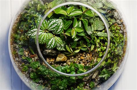 Don’t Put Just Any Plant In Your Terrarium. Check Out 7 Ideal Plants ...