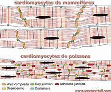 Image result for Nucleus of Cardiomyocyte
