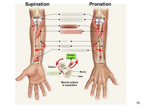Image result for Supinator Muscle Function
