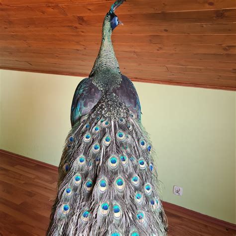 Buy A Real Peacock Golden Emperor on a Natural Root. Taxiderm. Online ...