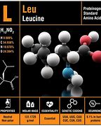 Image result for Leucine Amino Acid