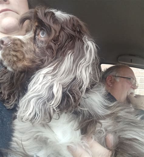 Paisley Mae 23086 (Rio) – Rocky Mountain Cocker Rescue