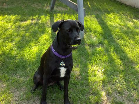 Great Dane Lab Mix Black And White at Emery Espinosa blog