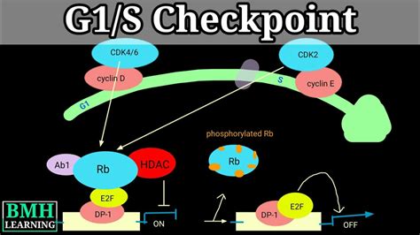 Cell Cycle Checkpoints 的图像结果