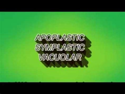 Image result for Apoplastic Pathway Model Kit