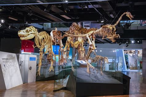 How To Identify Real Dinosaur Bones In Museums