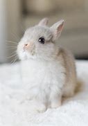 Image result for Adorable Fluffy Baby Bunnies