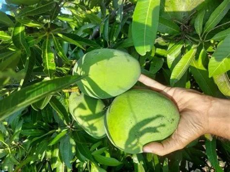 Hapus And Alphonso Mango - Banishan Mangoes Trader - Retailer from ...