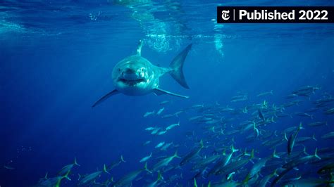 Megalodon Shark Sightings