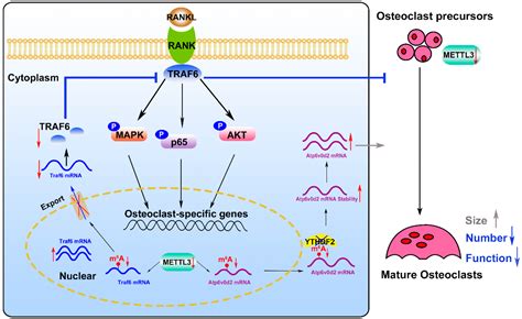 METTL3 Modulates Osteoclast Differentiation and Function by Controlling ...