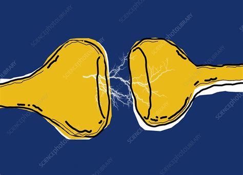 Synapse in Brain 的图像结果