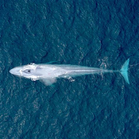 รายการ 101+ ภาพพื้นหลัง What Is The Biggest Animal In The World ความ ...