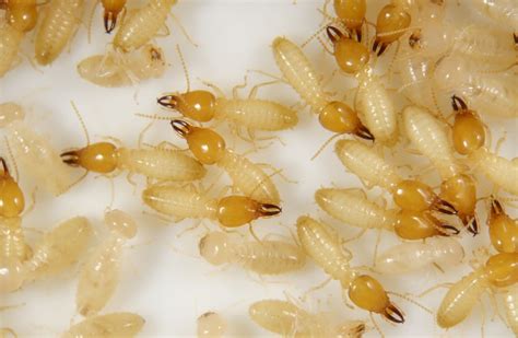 Image result for Formosan Termite Alate