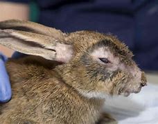 Image result for baby rabbit diseases