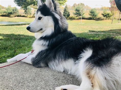 WAYNE COUNTY HUMANE SOCIETY - Wooster OH - Hours, Directions, Reviews ...