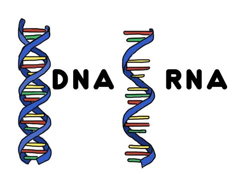 RNA Drawing 的图像结果