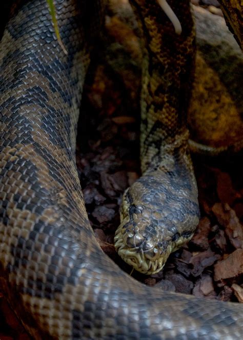 Image result for Carpet Python Setup