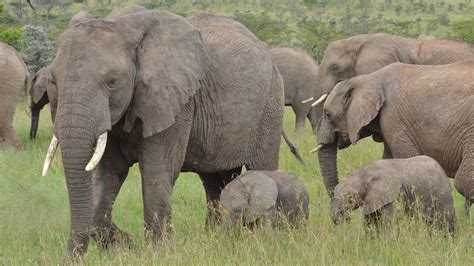 Species Spotlight: Development Threatens African Savanna Elephants • The Revelator