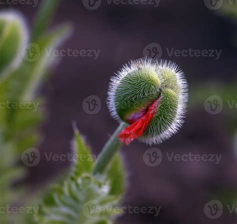 The opium poppy flower, in Latin papaver somniferum, is a red flowering ...