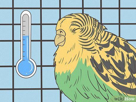 Sick Parakeet 的图像结果