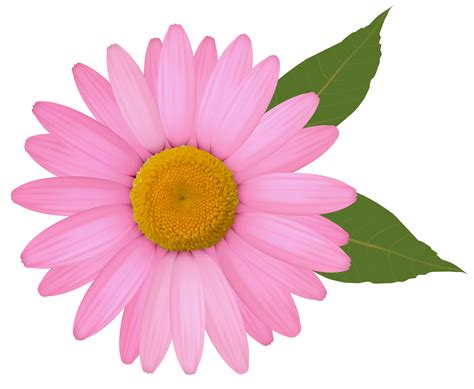 pink daisy flower clipart - Clip Art Library