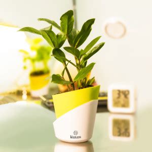 Plantify by The Leaves ZZ Plant Price in India - Buy Plantify by The ...