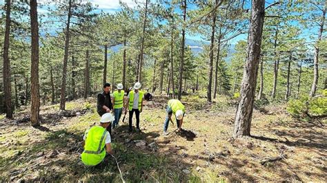 Image result for Forest Fire Project