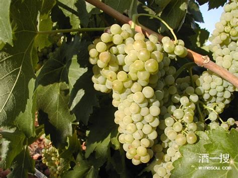 酿造西班牙 Cava 的葡萄品种