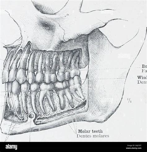 Anterior nasal spine hi-res stock photography and images - Alamy
