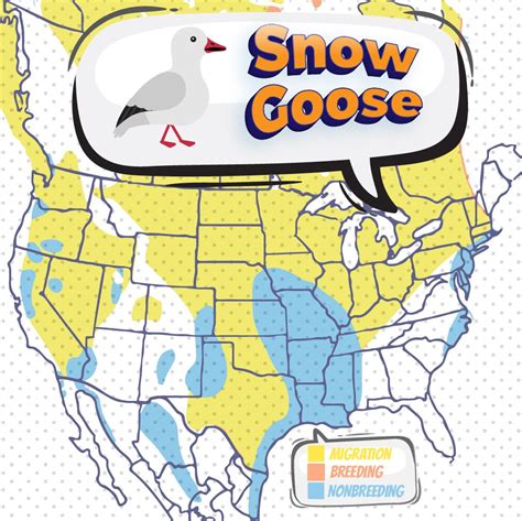 Snow Geese Migration – My Store