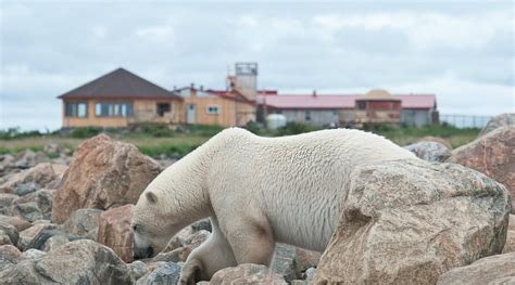 SEAL RIVER HERITAGE LODGE BY CHURCHILL WILD - Lodge Reviews & Photos ...